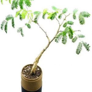 Tree in a Tube – Size: ± 80(d)*450mm – Min Order: 100 units