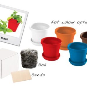 Plant in paper box Available in: Violet