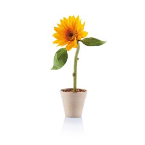 Bloom Sunflower